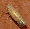 Osbornellus borealis - photo 5