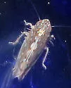 Osbornellus clarus - photo 2
