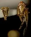 Osbornellus clarus - photo 3