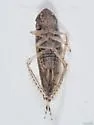 Osbornellus clarus - photo 4