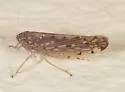 Osbornellus clarus - photo 5