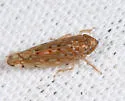 Osbornellus consors