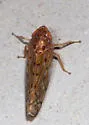 Osbornellus consors - photo 2