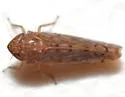 Osbornellus consors - photo 3
