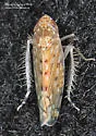 Osbornellus consors - photo 4