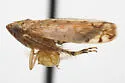 Osbornellus corniger