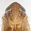Osbornellus corniger - photo 3