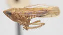 Osbornellus corniger - photo 4