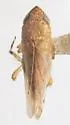 Osbornellus corniger - photo 5