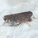Osbornellus filamentus