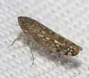 Osbornellus filamentus - photo 2