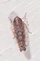 Osbornellus filamentus - photo 3