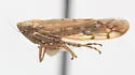 Osbornellus fumidus