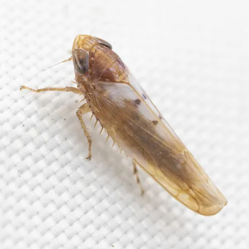 Osbornellus ignavus