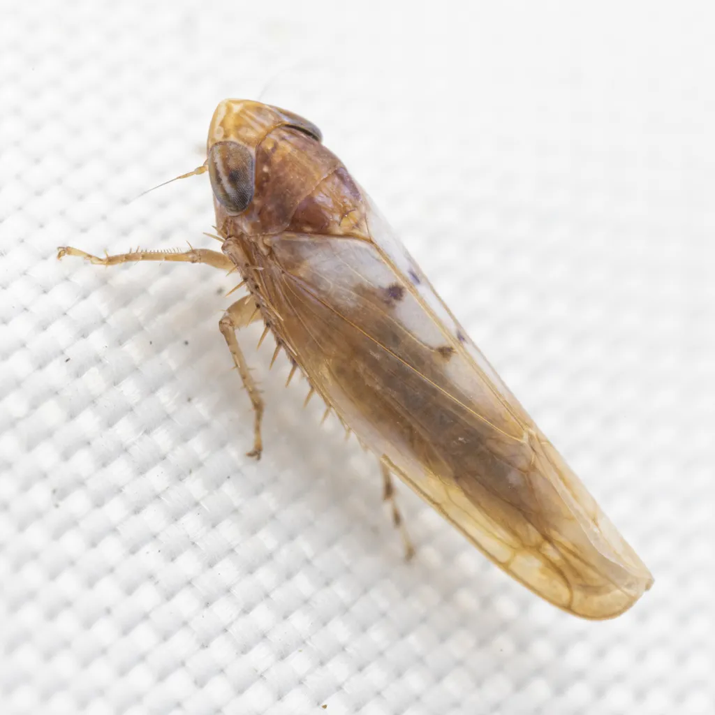 Osbornellus ignavus - photo 2