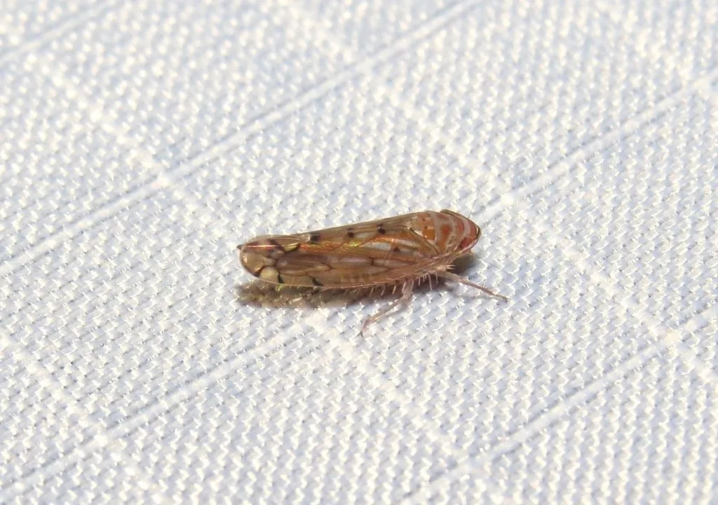 Osbornellus limosus - photo 2