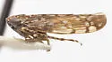 "Osbornellus obscurus" - Osbornellus n-sp-az