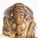 "Osbornellus obscurus" - photo 3