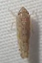 Osbornellus parallelus