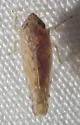 Osbornellus parallelus - photo 2