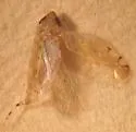Osbornellus parallelus - photo 3