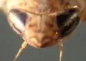 Osbornellus parallelus - photo 4