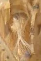Osbornellus parallelus - photo 5
