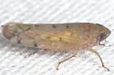 Osbornellus ritanus - photo 2