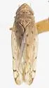 Osbornellus ritanus - photo 4