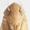 Osbornellus ritanus - photo 5