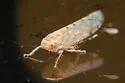 Osbornellus rotundus - photo 2