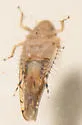 Osbornellus rotundus - photo 3
