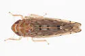 Osbornellus rotundus - photo 5