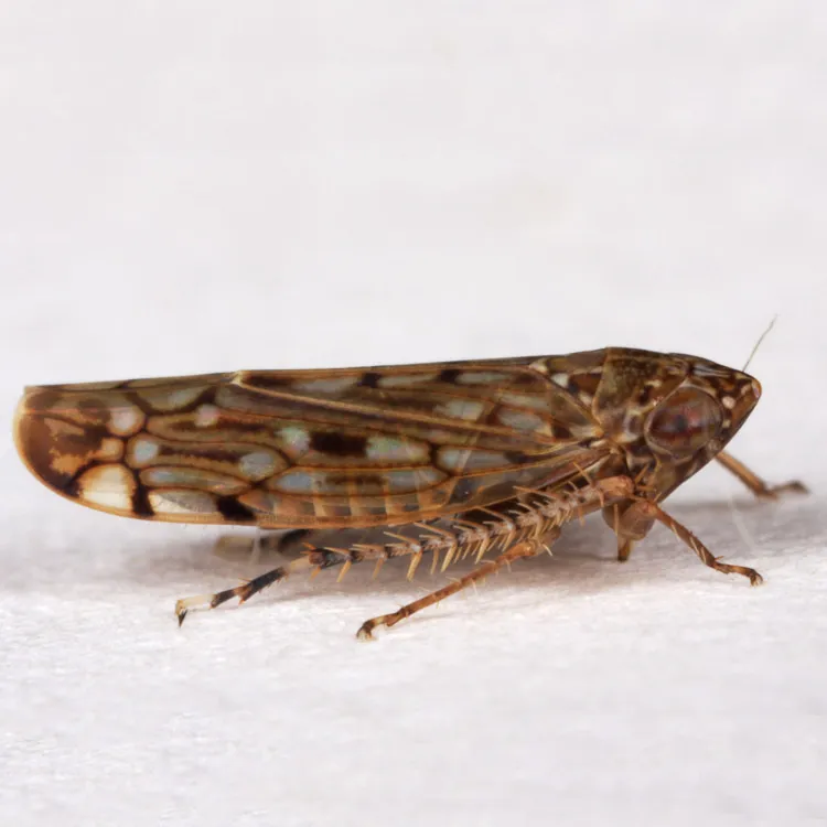 Osbornellus scalaris - photo 2