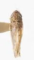 Osbornellus tenuis - photo 2