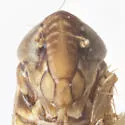 Osbornellus tenuis - photo 3