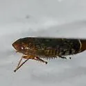 Osbornellus unicolor - photo 2