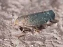 Osbornellus unicolor - photo 3