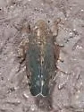 Osbornellus unicolor - photo 4