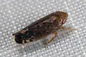 Osbornellus unicolor - photo 5