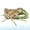 Osbornia arborea