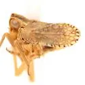 Osbornia cornuta - Osbornia cornuta