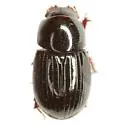 Oscarinus abusus