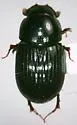 Oscarinus abusus - photo 2