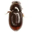 Oscarinus bottimeri