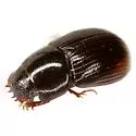 Oscarinus bottimeri - photo 2