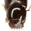 Oscarinus bottimeri - photo 3