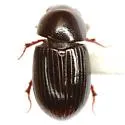 Oscarinus bottimeri - photo 4