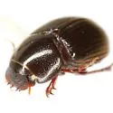 Oscarinus bottimeri - photo 5