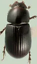 Oscarinus crassuloides